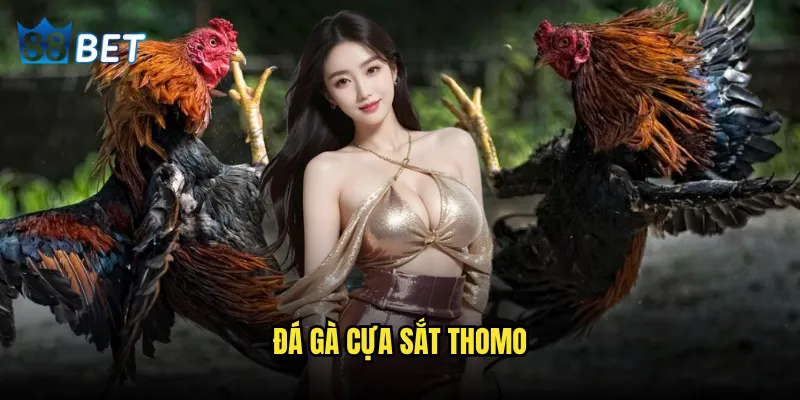 đá gà cựa sắt Thomo