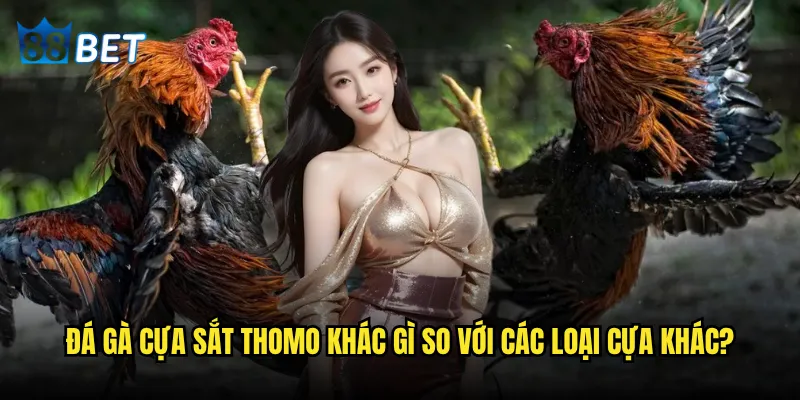 Đá gà cựa sắt Thomo có phải là đỉnh cao nghệ thuật chọi gà tại 88bet? 2 Đá gà cựa sắt Thomo khác gì so với các loại cựa khác?