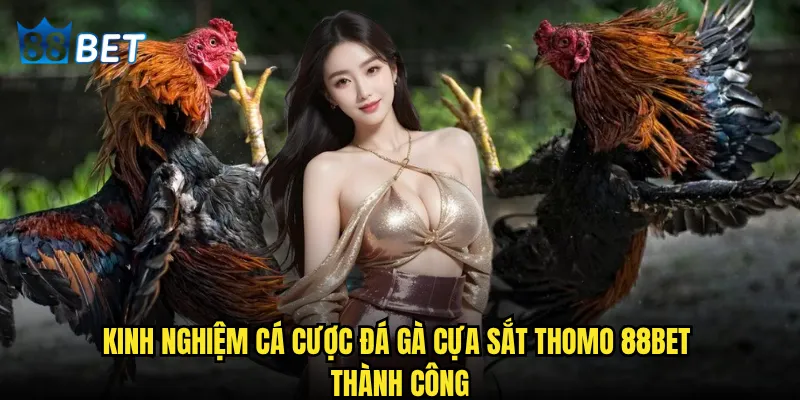 Đá gà cựa sắt Thomo có phải là đỉnh cao nghệ thuật chọi gà tại 88bet? 3 Kinh nghiệm cá cược đá gà cựa sắt Thomo 88bet thành công