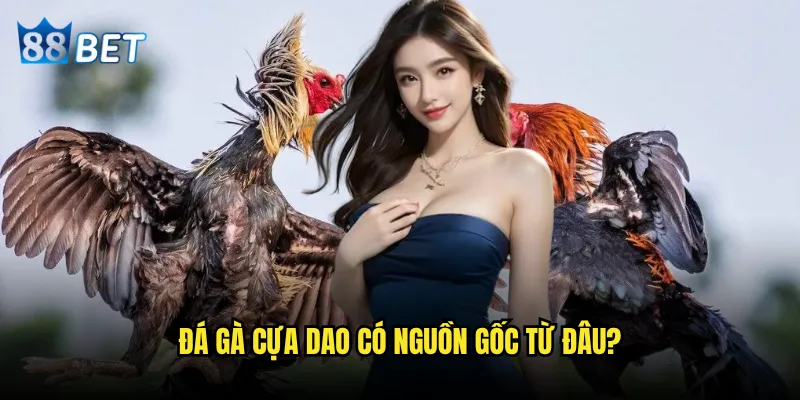 Đá gà cựa dao có thực sự nguy hiểm như mọi người nghĩ tại 88bet? 2 Đá gà cựa dao có nguồn gốc từ đâu?