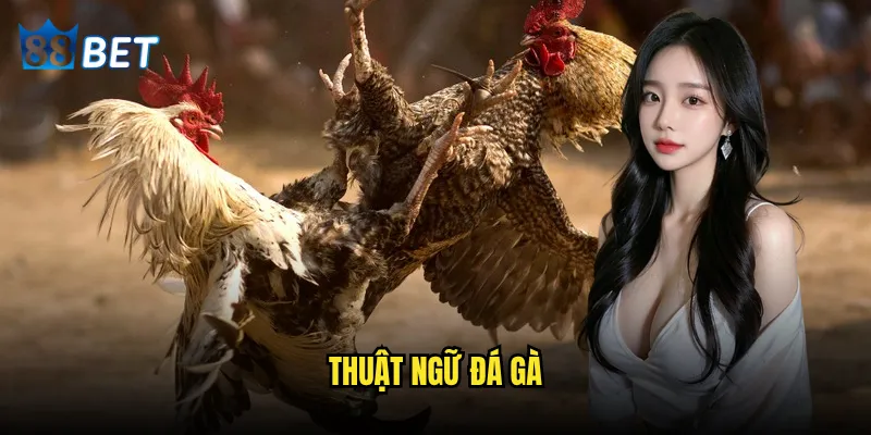 thuật ngữ đá gà