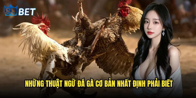 Thuật ngữ đá gà có khó hiểu như mọi người nghĩ khi chơi tại 88bet? 2 Những thuật ngữ đá gà cơ bản nhất định phải biết