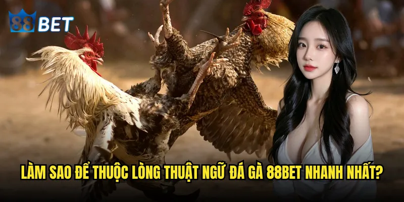 Thuật ngữ đá gà có khó hiểu như mọi người nghĩ khi chơi tại 88bet? 3 Làm sao để thuộc lòng thuật ngữ đá gà 88bet nhanh nhất?