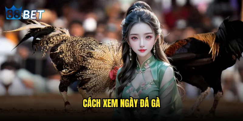 cách xem ngày đá gà