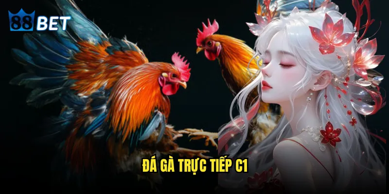 Đá gà trực tiếp C1
